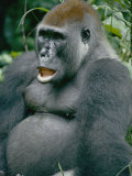 A Close View of a Lowland Gorilla
