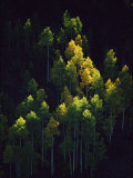 Sunlight Highlights Aspen Trees in Their Fall Colors Near Silverton