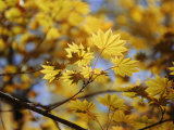 A Close Look at Japanese Maple Trees