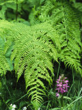 Wildflowers and Ferns in Forest  Bayerischer Wald National Park
