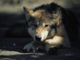 Gray Wolf