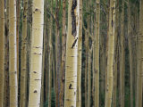 Close View of Tree Trunks in a Stand of Birch Trees