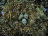 Glaucous-Winged Gull Nest with Three Eggs