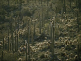 Cacti Near Tucson  Arizona