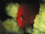 A Flame Hawkfish Peers from a Coral Hiding Place