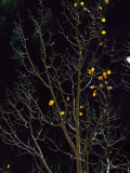 A Small Number of Leaves Still Cling to the Branches of an Aspen Tree