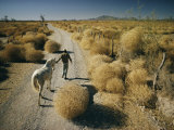 A Man Leads a Horse Down a Dirt Road