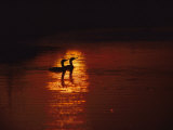 Cormorants Silhouetted in Suns Reflection on the Chesapeake Bay