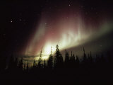 The Aurora Borealis Shimmers in the Sky Above Silhouetted Evergreeens