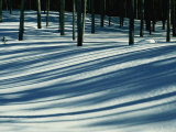 Winter Woodland View of a Lodgepole Pine Forest in Wyoming
