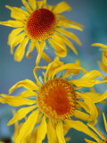 A Close View of Two Daisies