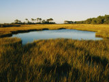 Salt Marsh  Assateague Island  Virginia