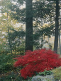 A Japanese Maple Tree