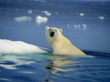 Polar Bear  Wager Bay  Northwest Territories  Canada