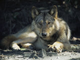 Gray Wolf