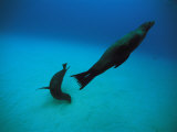 A Pair of Galapagos Sea Lions Swimming in Crystal Clear Waters