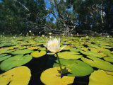 Water Lilies  Jardine River  Cape York Peninsula  Australia