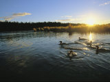 Red-Breasted Mergansers Swim on Brooks River in the Early Morning