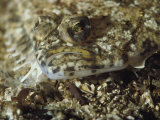 A Close View of a Well-Camouflaged Flounder