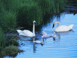 A Family of Trumpeter Swans Swims in the Water