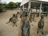A Group of Kangaroos Look Confused