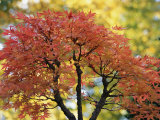 Pretty Pink-Colored Leaves on a Bonsai Japanese Maple Tree