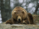 A Grizzly Bear at Rest on the Edge of the Larson Bay Dump