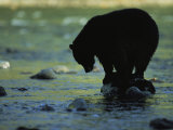 Black Bear Perched on Rock Watching for Fish