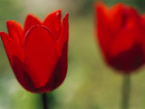 Red Tulips Herald Spring in Maine