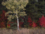 Flaming Shrubs and a Slender Quaking Aspen Glow against a Canvas of Lodgepole Pine and Spruce