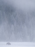 Wintry View with Bison and Forest-Covered Mountain in Background