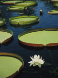 Large Lily Pads and Flowers Float in Calm Water