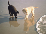 Two Retriever Pups Walk in the Surf at a Beach