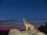 A Wolf Howls at Twilight