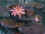 Water Lily Plants