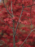 Japanese Maple Trees (Acer Palmatum)