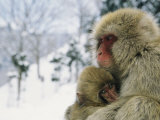 Japanese Macaques (Macaca Fuscata)  Mother and Baby  Jigokudani  Japan