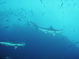 Hammerhead Sharks  Cocos Islands  Indian Ocean