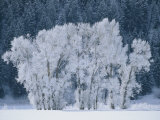 Cottonwood Trees with Frost Near Steamboat Springs  Colorado