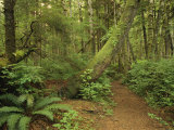 A Trail Cuts Through Ferns and Shrubs Covering the Rain Forest Floor