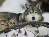 Portrait of a Captive Gray Wolf
