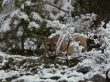 Mountain Lion Stalks Prey in a Snowy Landscape