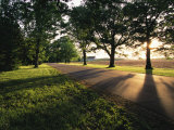 Shadows on a Rural Tree-Lined Road