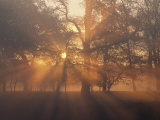 Sunlight Filters Through Trees and Fog at Sunrise