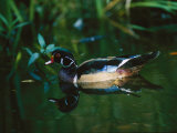 A Male Wood Duck Makes its Home in the Wildlife Park at Brookgreen Gardens in South Carolina