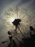Close View of a Flower Gone to Seed