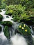 Mountain Stream Cascading Around Moss-Covered Rocks