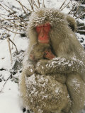 Japanese Macaques (Macaca Fuscata)  Mother and Baby  Jigokudani  Japan
