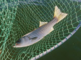 Striped Bass in Net