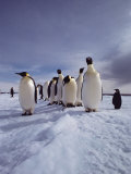 A Group of Emperor Penguins  Aptenodytes Forsteri  Standing on Ice